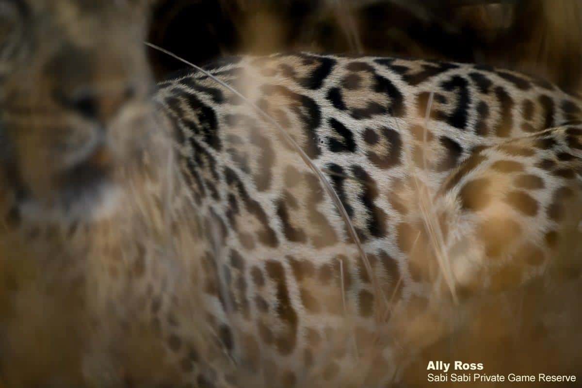 40Ally Ross 20200914 Nchila 01 Final