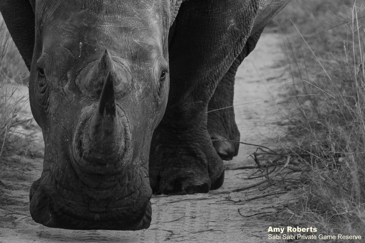 46Amy Roberts Monochrome White Rhino 310720 Final 46Amy Roberts Monochrome White Rhino 310720 Final