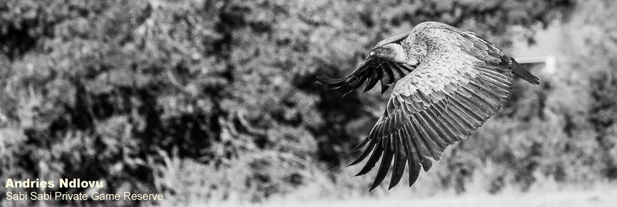 47andries Vulture.mono 1 Final 47andries Vulture.mono 1 Final