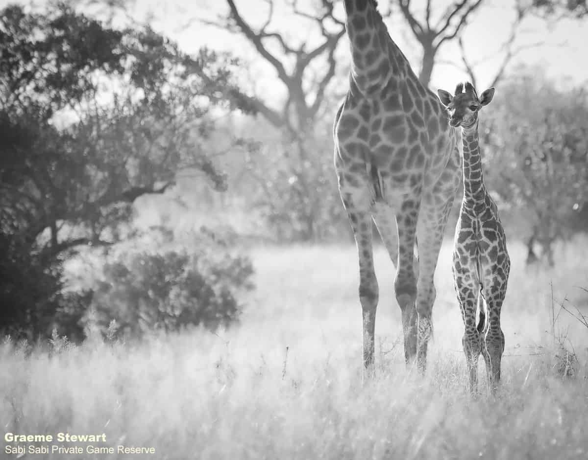 48Graeme Stewart Giraffe 200720 Final 48Graeme Stewart Giraffe 200720 Final