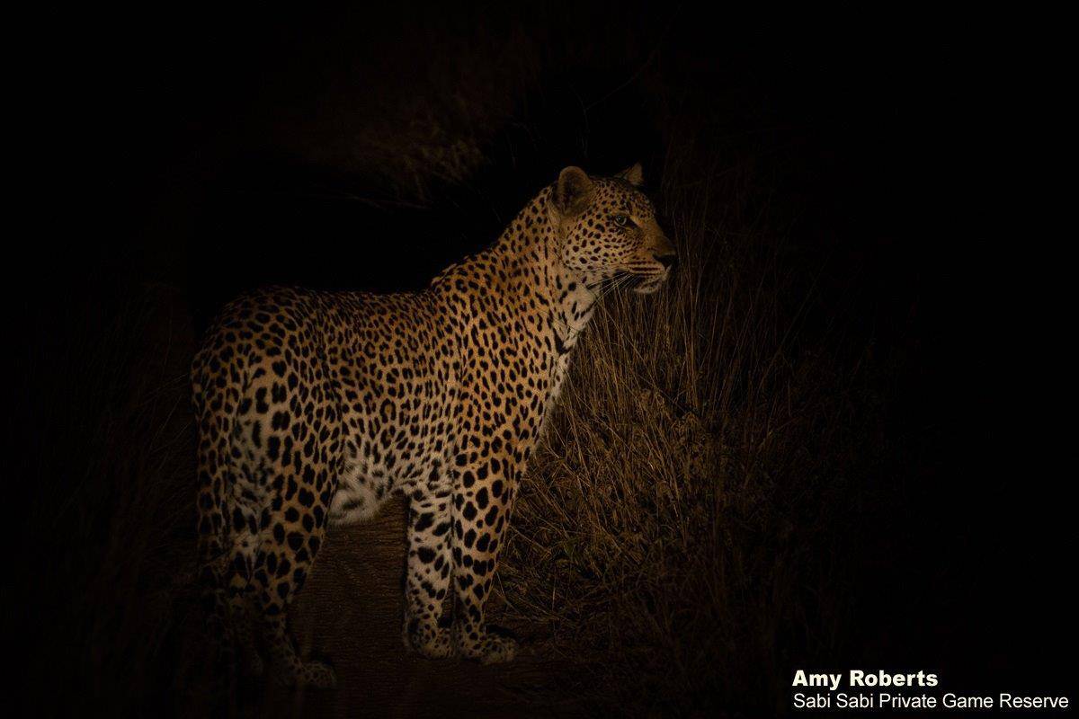 51Amy Roberts Leopard Msuthlu 040920 Final 51Amy Roberts Leopard Msuthlu 040920 Final