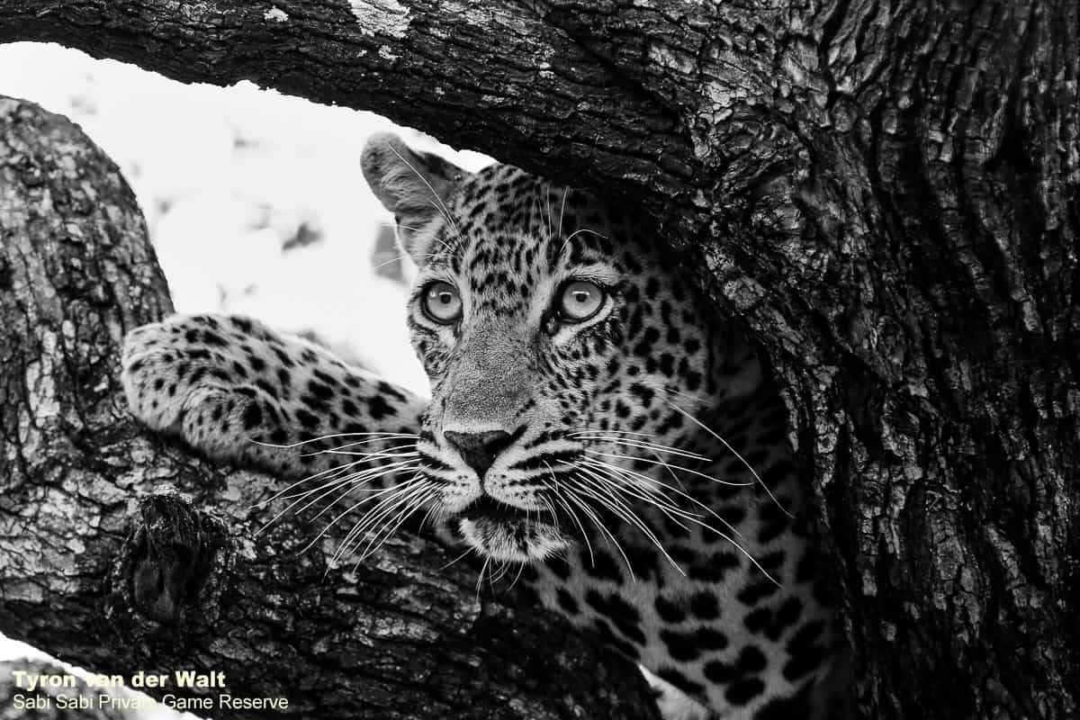 51Tyron Van Der Walt Schotia Cub Monochrome Final 51Tyron Van Der Walt Schotia Cub Monochrome Final