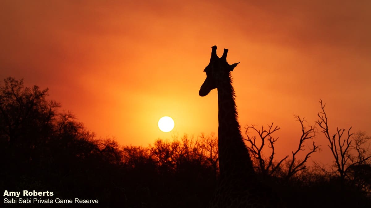 52Amy Roberts Giraffe 150820 52Amy Roberts Giraffe 150820