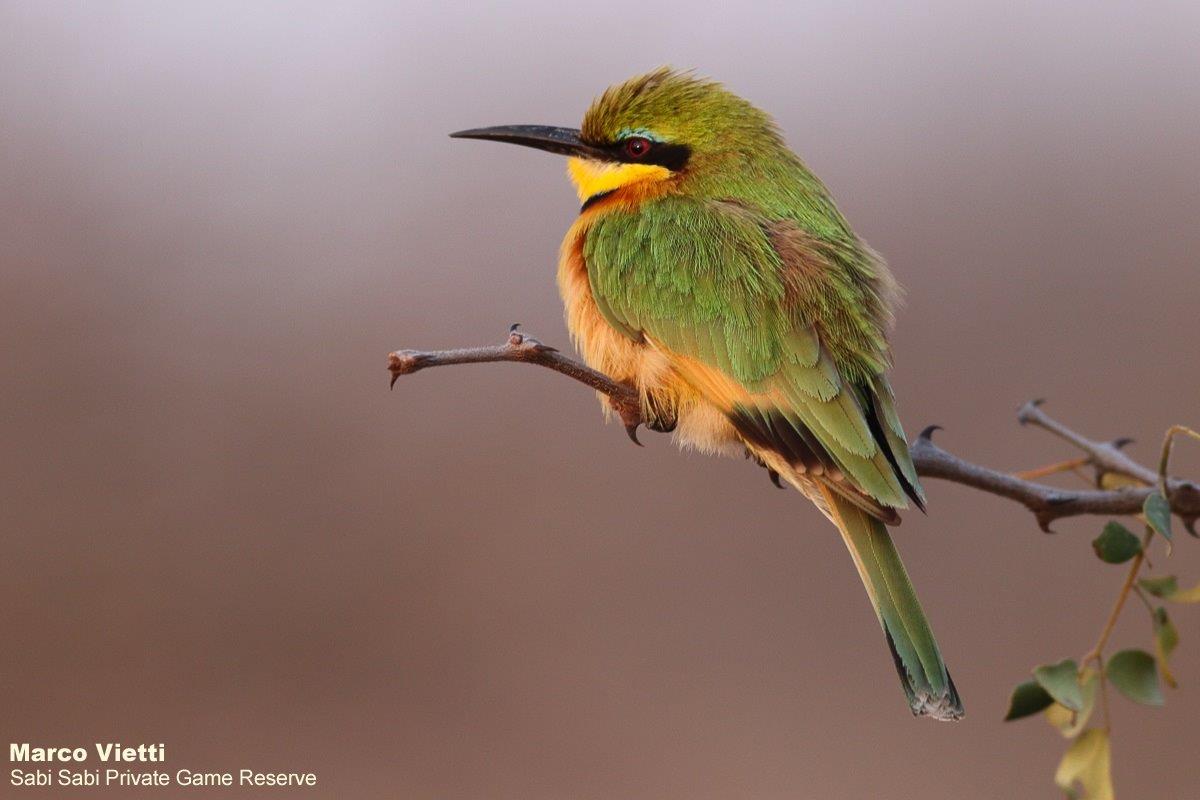 56Marco Vietti Little Bee Eater 190920 Final 56Marco Vietti Little Bee Eater 190920 Final