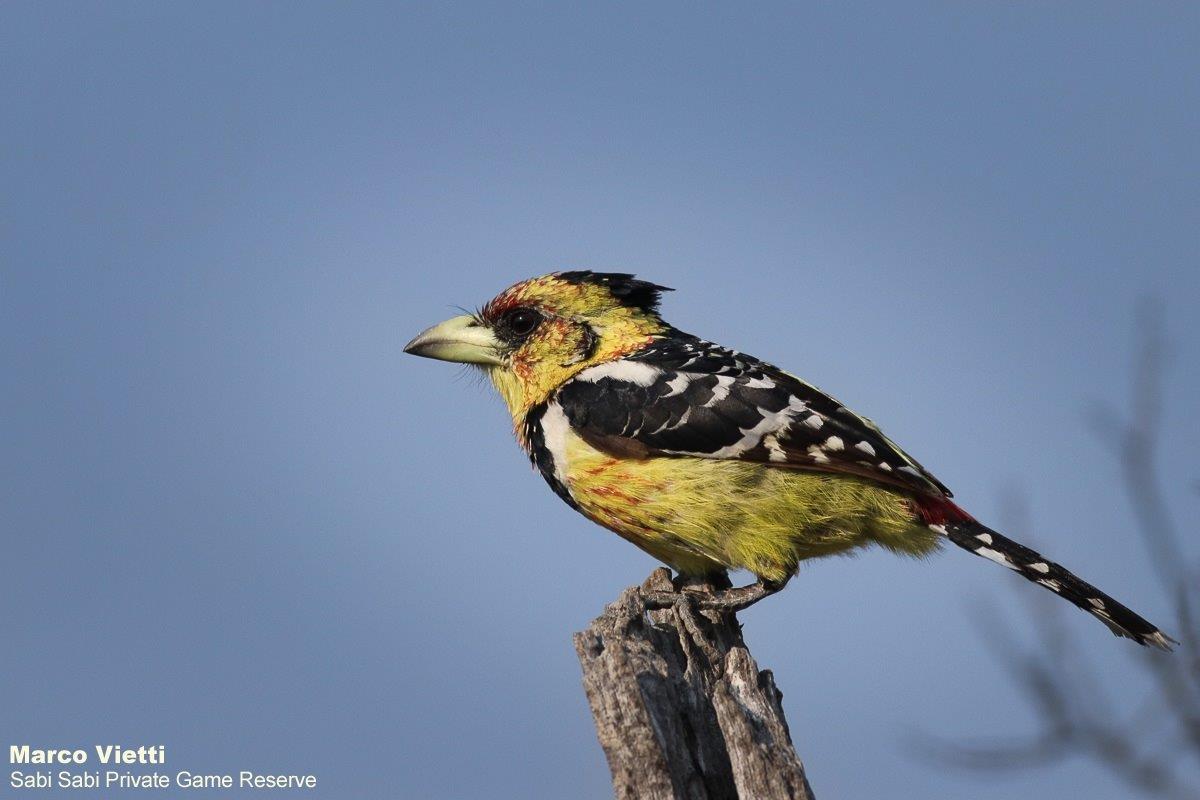 57Marco Vietti Crested Barbet 190920 Final 57Marco Vietti Crested Barbet 190920 Final