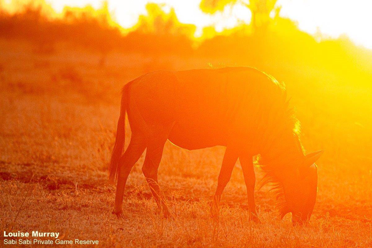 59Louise Murray Wildebeest Sunset 06082020 1 Final 59Louise Murray Wildebeest Sunset 06082020 1 Final