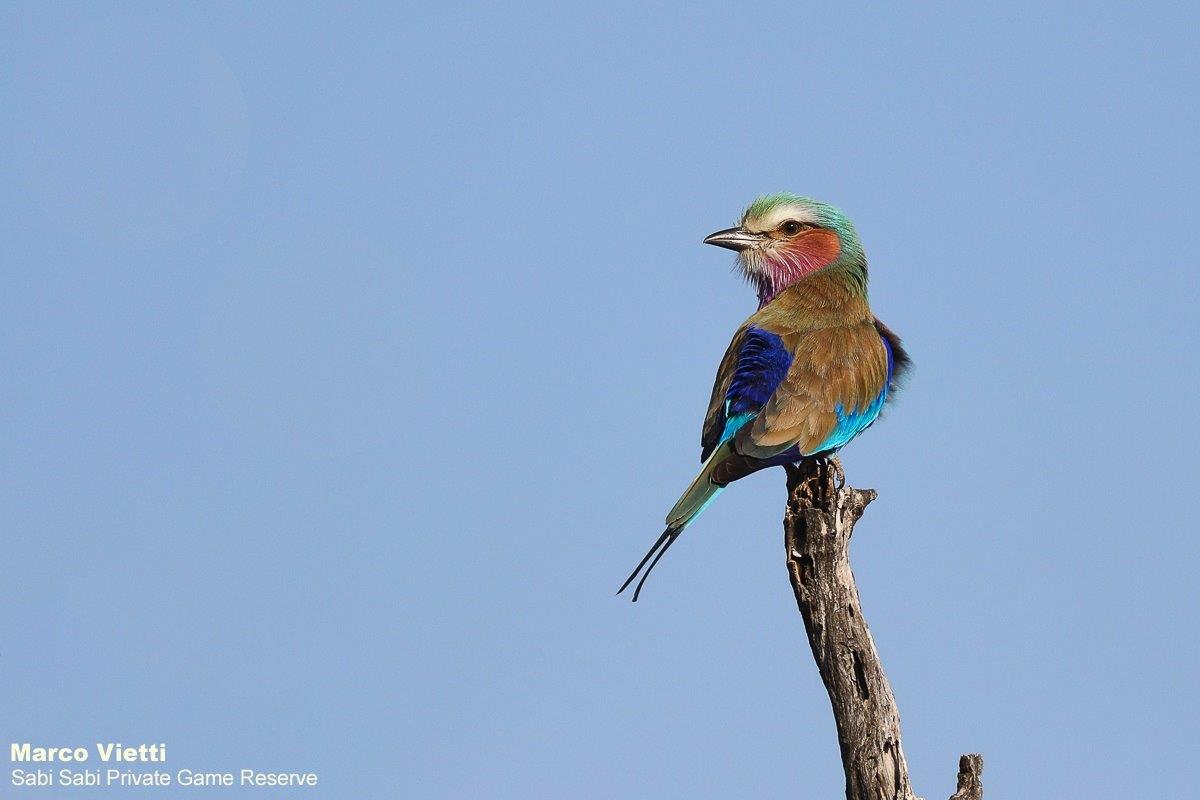 64Marco Vietti Lilac Breasted Roller 240820 64Marco Vietti Lilac Breasted Roller 240820