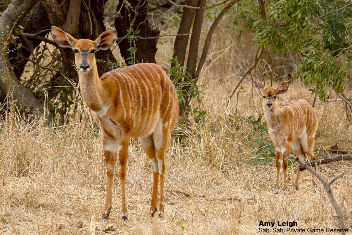 72Amy Roberts Nyala Calf 220820 Edit Final 72Amy Roberts Nyala Calf 220820 Edit Final
