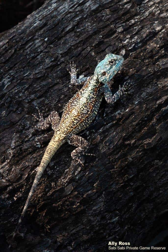 01Ally Ross 20201020 Blue Headed Tree Agama 01 Final 01Ally Ross 20201020 Blue Headed Tree Agama 01 Final