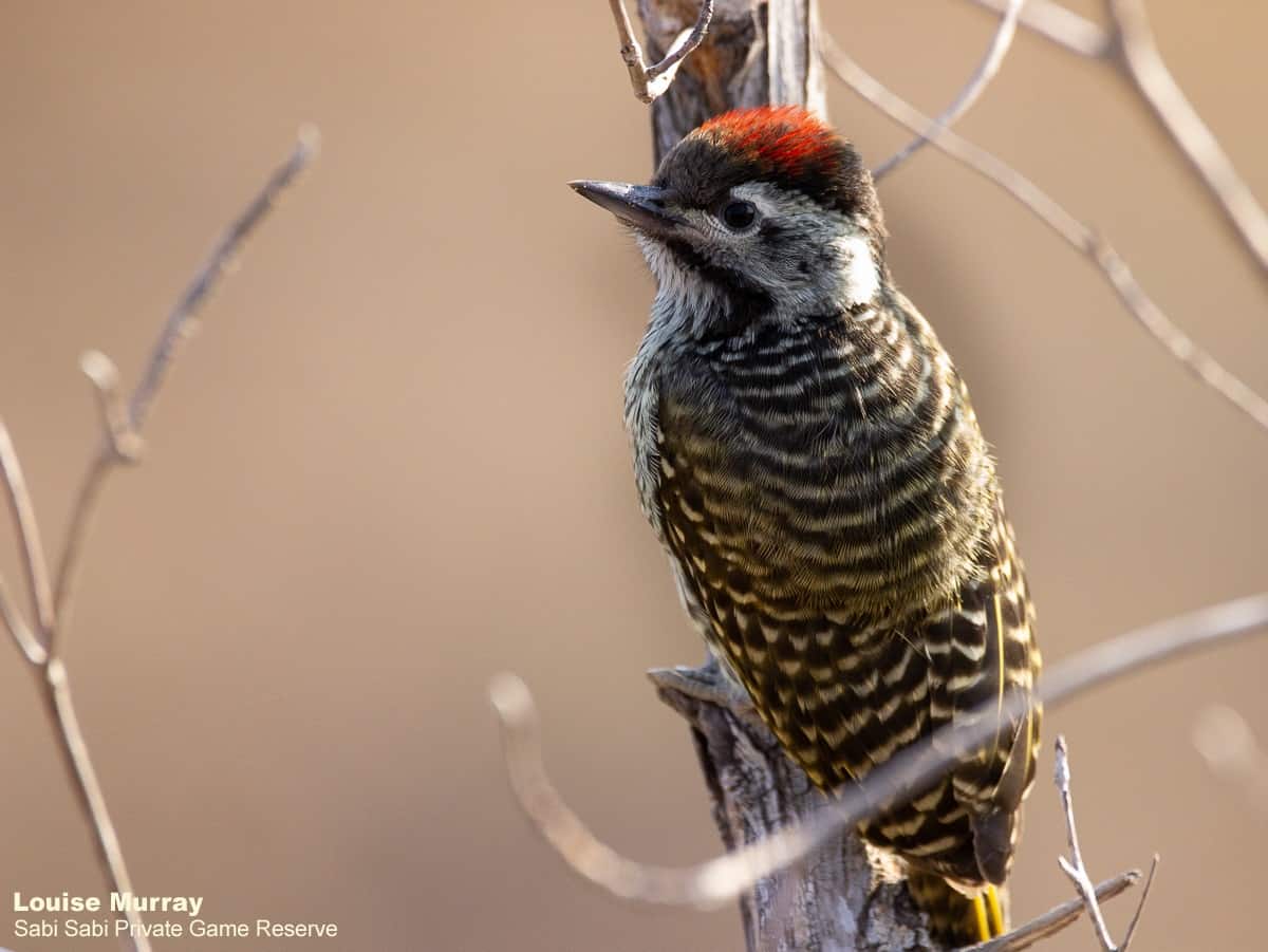 01Louise Murray Cardinal Woodpecker 03092020 Final 01Louise Murray Cardinal Woodpecker 03092020 Final