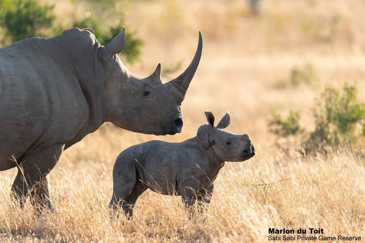 01Marlon Du Toit Rhino And Calf 06072020 Final 01Marlon Du Toit Rhino And Calf 06072020 Final