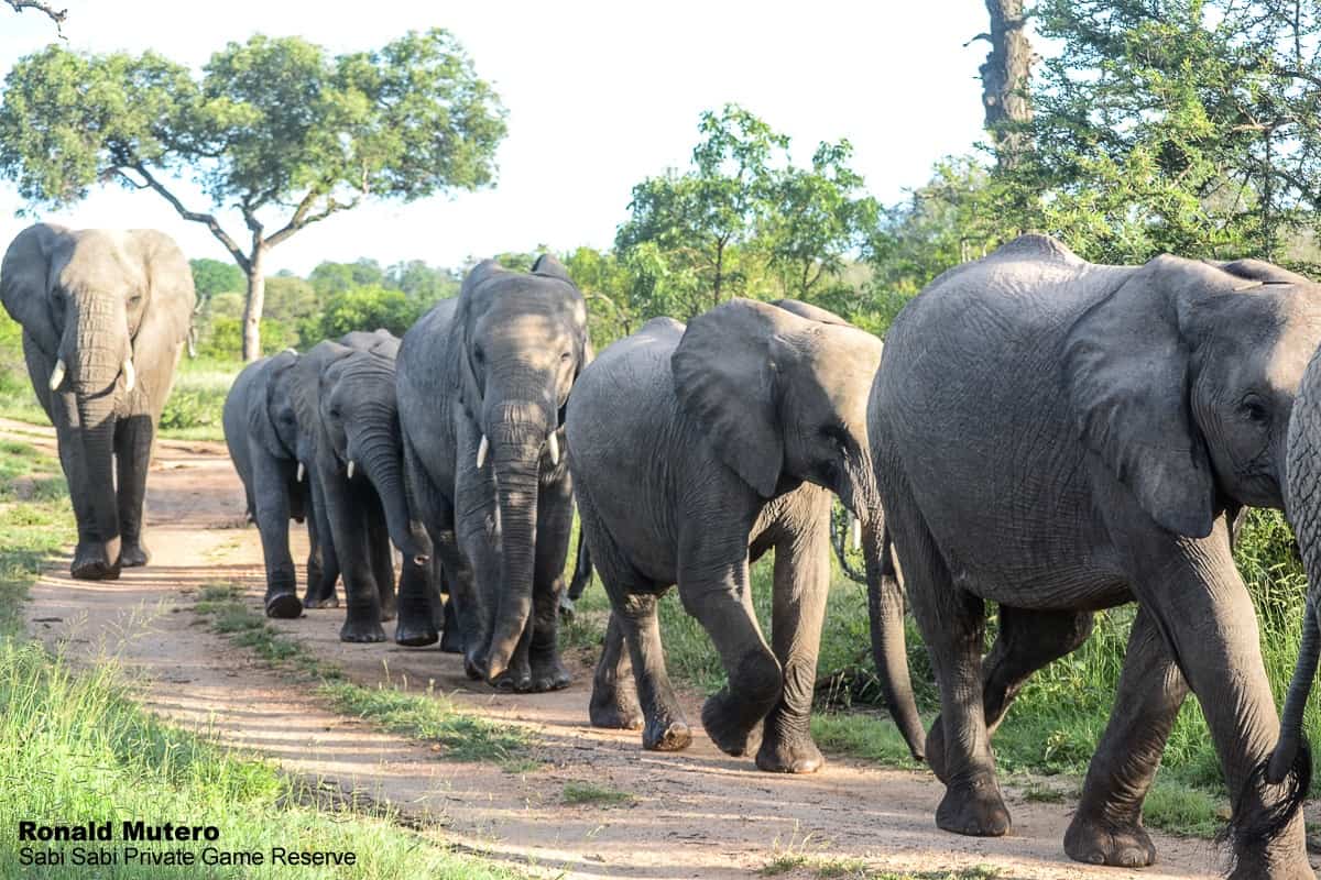 A Keystone Species – The importance of elephants on the ecosystem