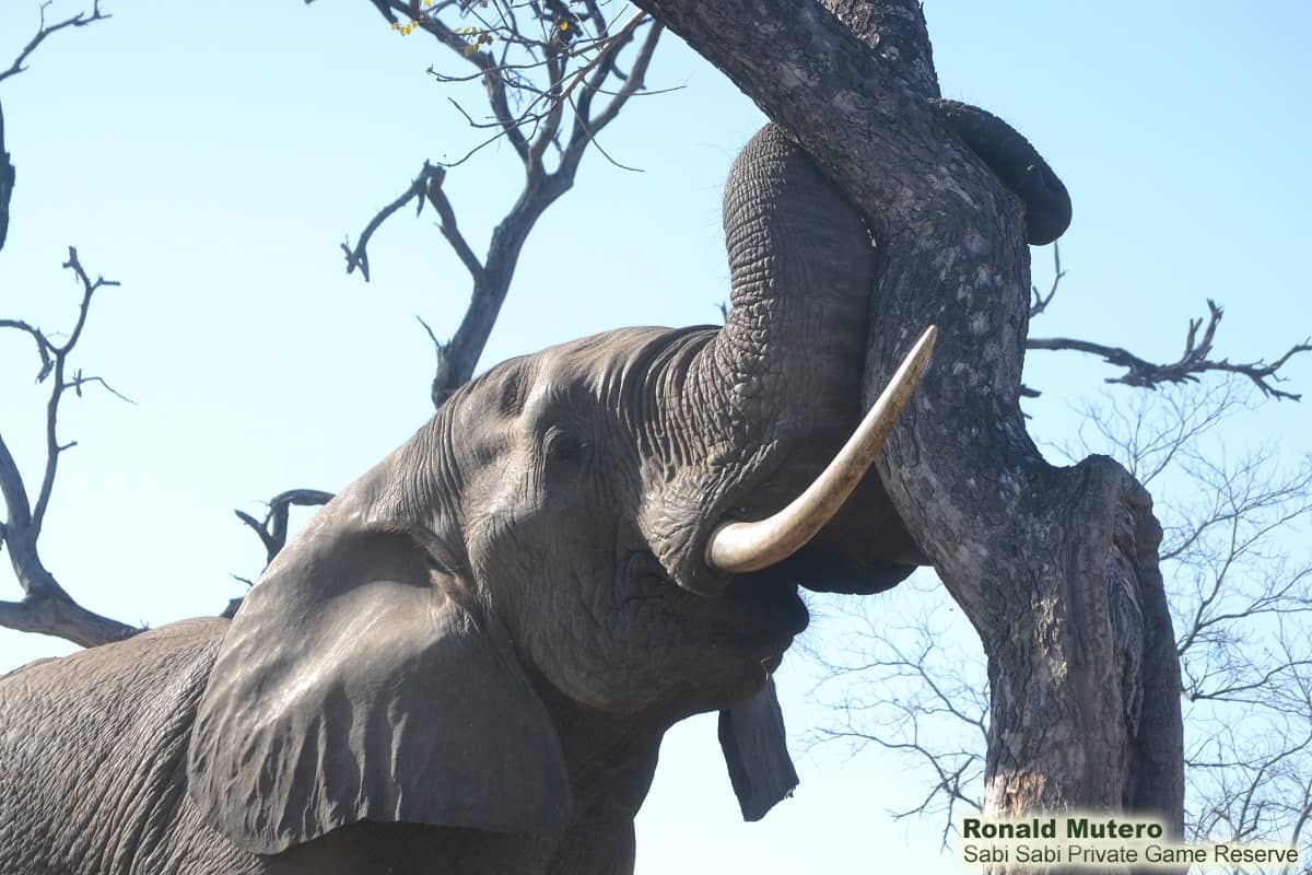 A Keystone Species – The importance of elephants on the ecosystem