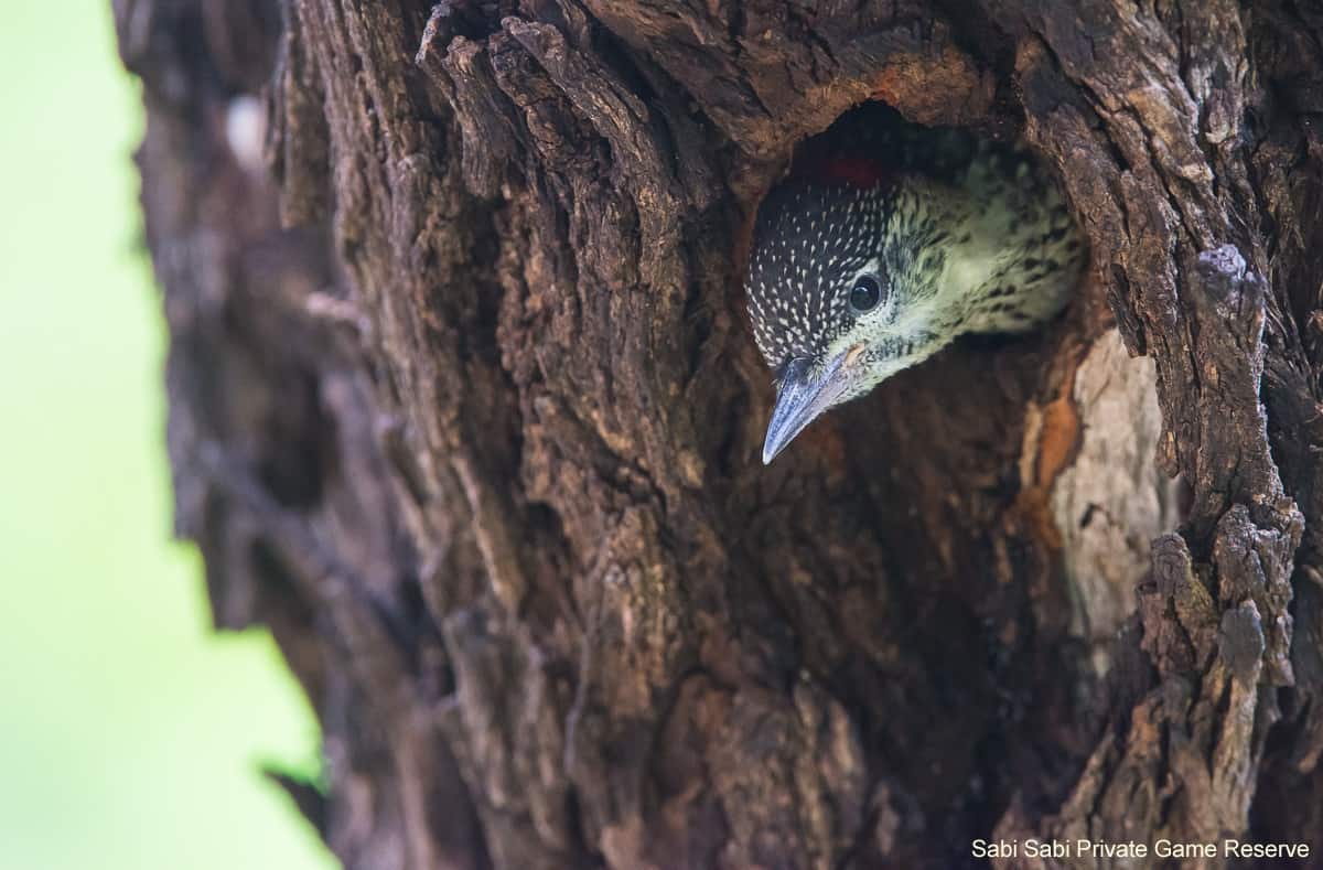 02Terry Ennever Golden Tailed Woodpecker Final 02Terry Ennever Golden Tailed Woodpecker Final