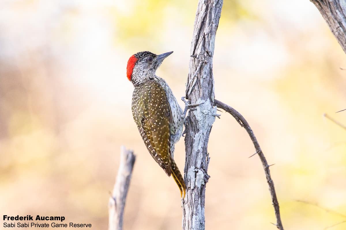03Frederik Aucamp Golden Tailed Woodpecker 11 11 2018 Final 03Frederik Aucamp Golden Tailed Woodpecker 11 11 2018 Final