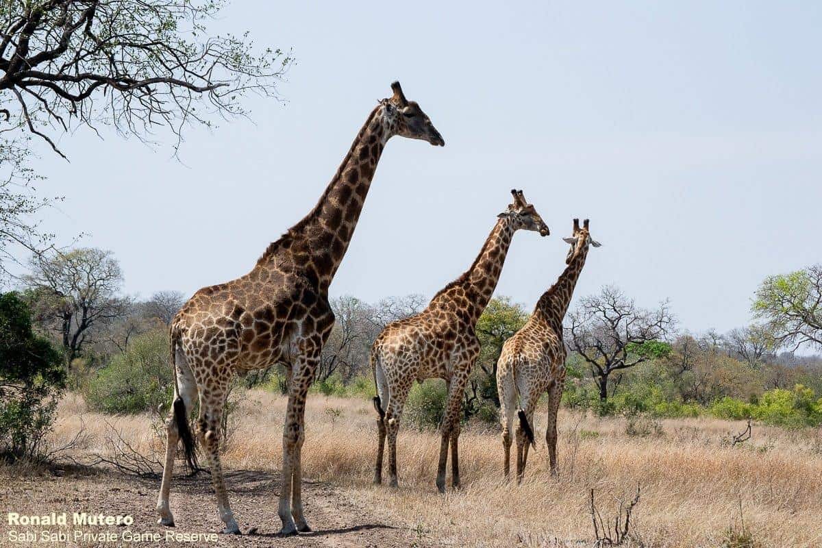 03ronaldmutero Giraffe 30092020 Final 03ronaldmutero Giraffe 30092020 Final