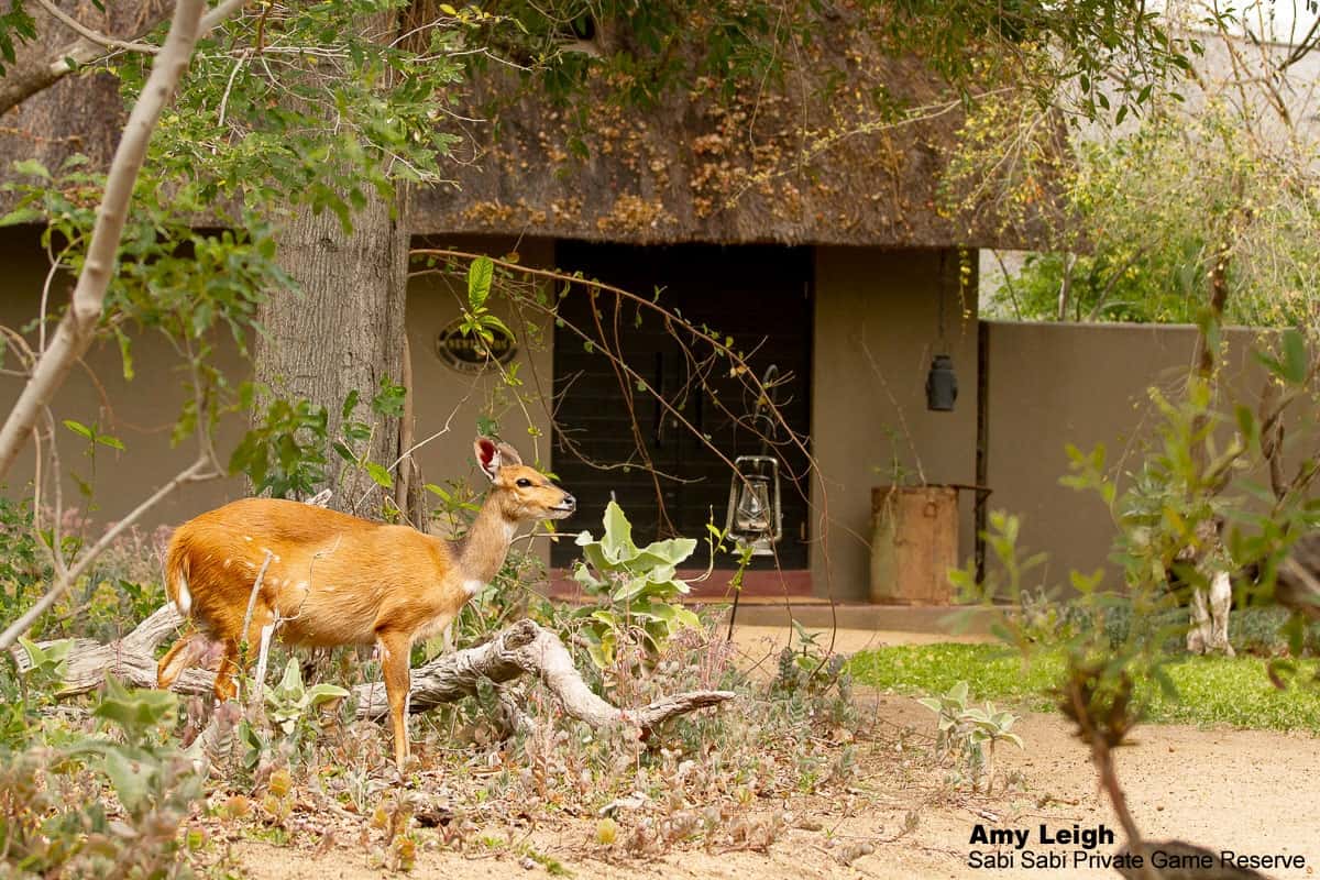 05Amy Leigh Bushbuck In Selati 1 170920 Edit Final