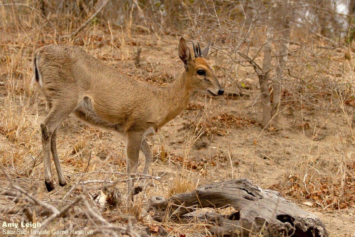 06Amy Roberts Common Duiker 300820 Edit Final 06Amy Roberts Common Duiker 300820 Edit Final
