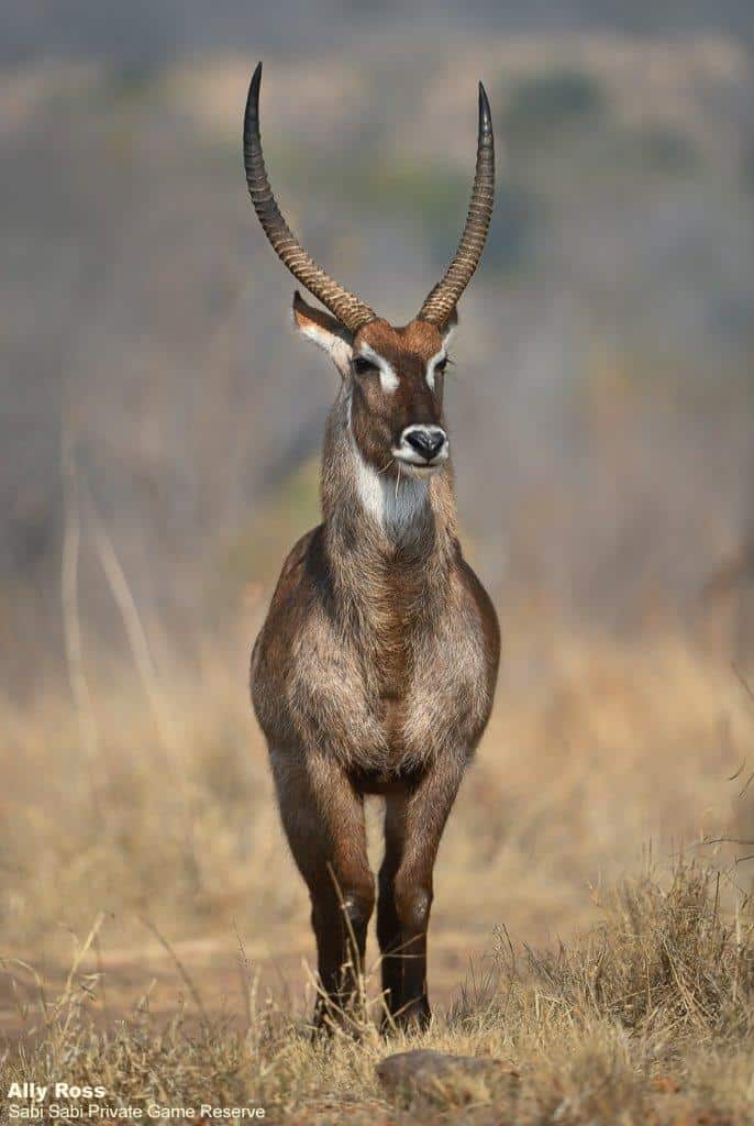 07Ally Ross 20200828 Waterbuck 01 Final 07Ally Ross 20200828 Waterbuck 01 Final