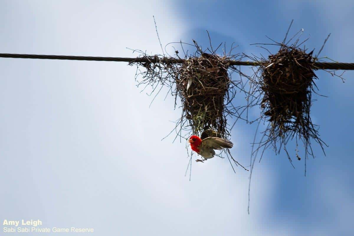 07Amy Leigh Red Headed Weaver 2 241020 Final 07Amy Leigh Red Headed Weaver 2 241020 Final