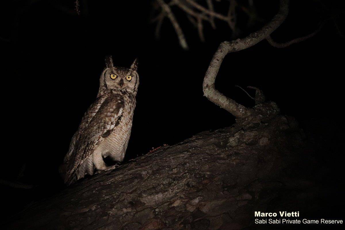07Marco Vietti Spotted Eagle Owl 181020 FINAL 07Marco Vietti Spotted Eagle Owl 181020 FINAL