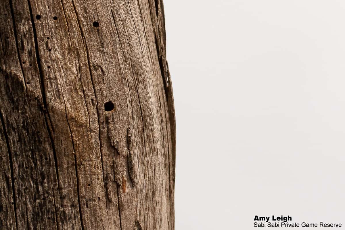 08Amy Leigh Dead Tree Borer Final 08Amy Leigh Dead Tree Borer Final