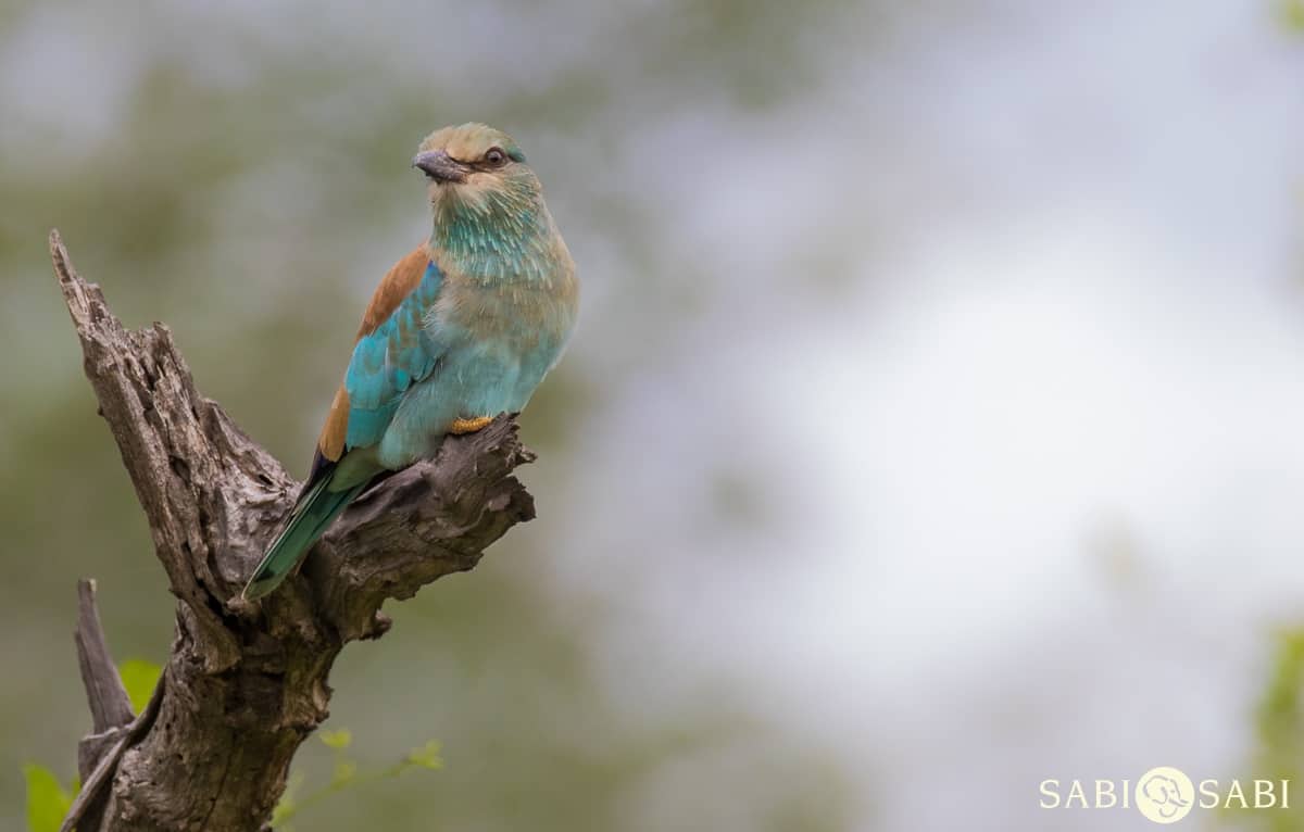 10Kevan Dobbie European Roller 280119 Final 10Kevan Dobbie European Roller 280119 Final