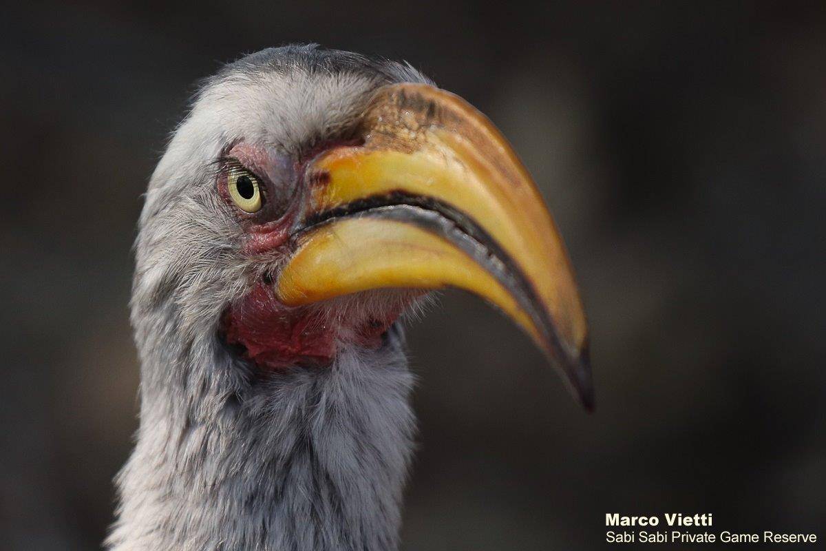 10Marco Vietti Southern Yellow Billed Hornbill 260820 Final 10Marco Vietti Southern Yellow Billed Hornbill 260820 Final