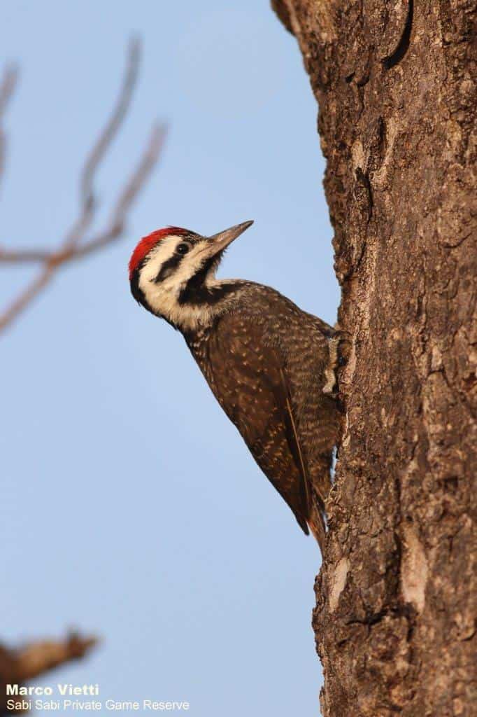 11Marco Vietti Bearded Woodpecker 250820 Final 11Marco Vietti Bearded Woodpecker 250820 Final