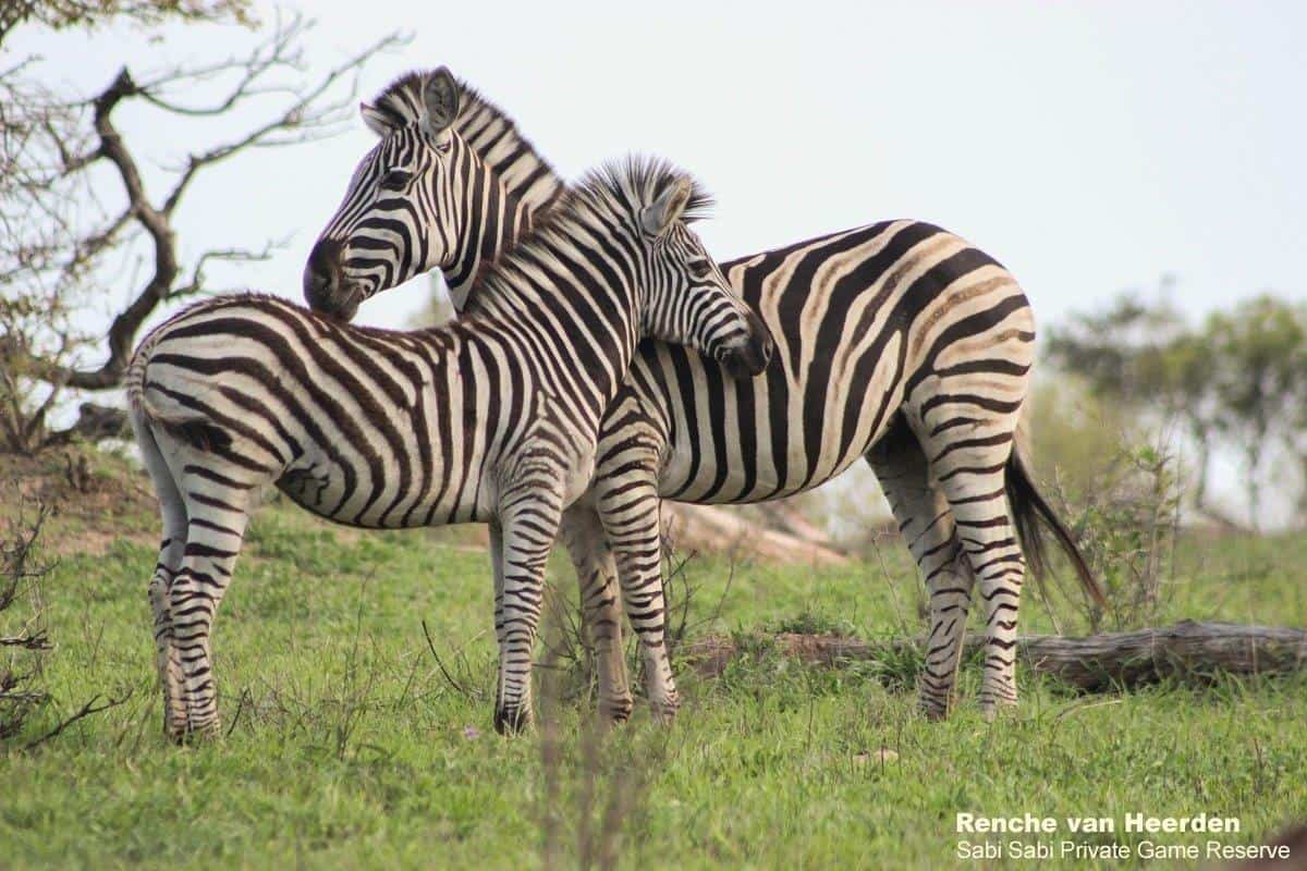 11Renche Van Heerden Plains Zebra 1 Of 1 Final 11Renche Van Heerden Plains Zebra 1 Of 1 Final