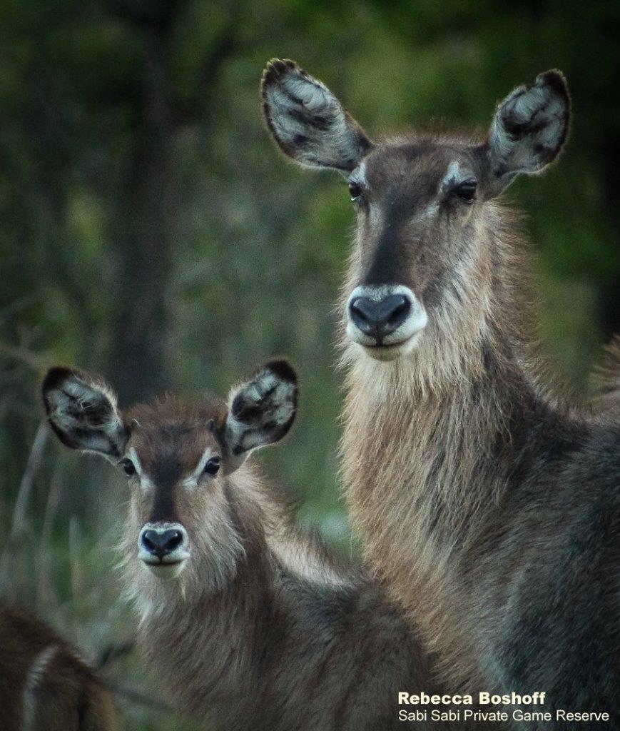 12Rebecca Boshoff Waterbuck1.1025.10.2020 Final 12Rebecca Boshoff Waterbuck1.1025.10.2020 Final