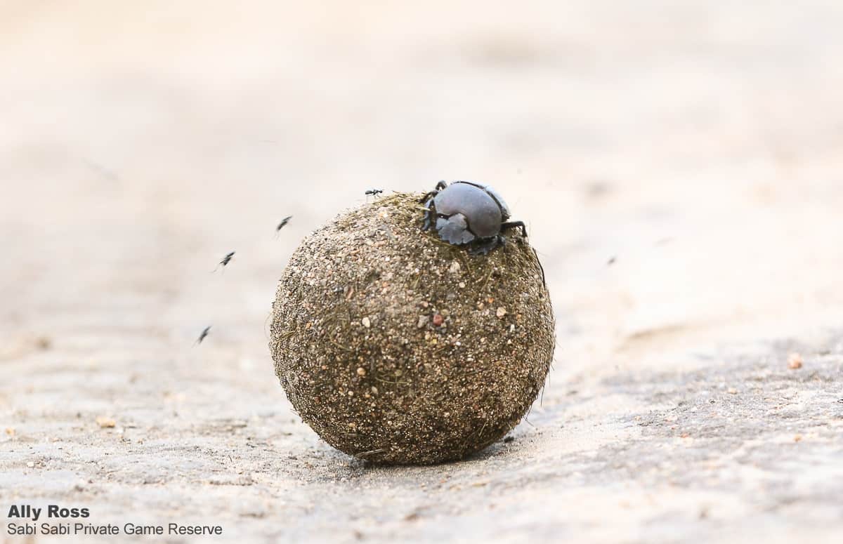 17Ally Ross Dung Beetle 01 Final 17Ally Ross Dung Beetle 01 Final