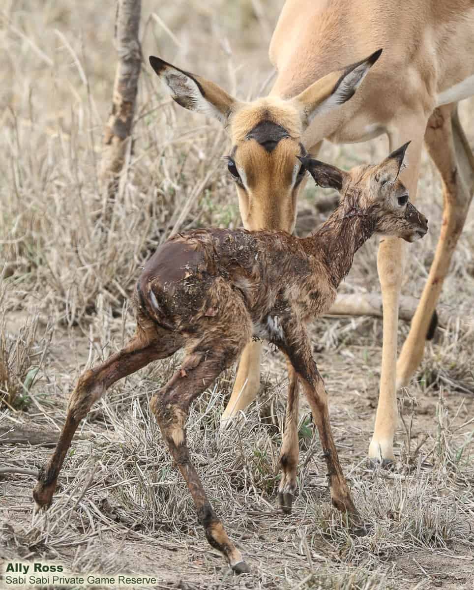 19Ally Ross 20181127 New Born Impala  Final