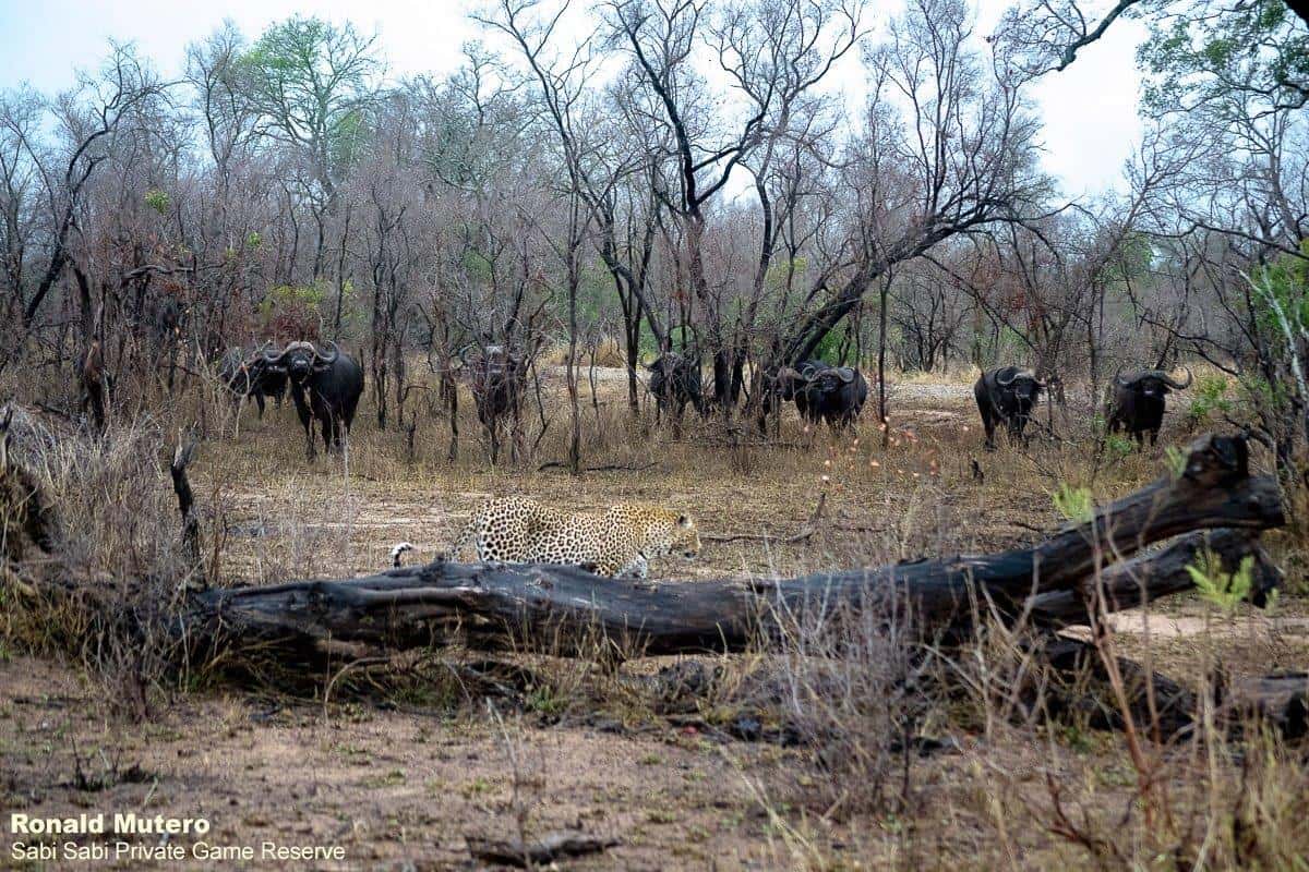 22ronaldmutero Leopard And Buffalo 02102020 2 Final 22ronaldmutero Leopard And Buffalo 02102020 2 Final