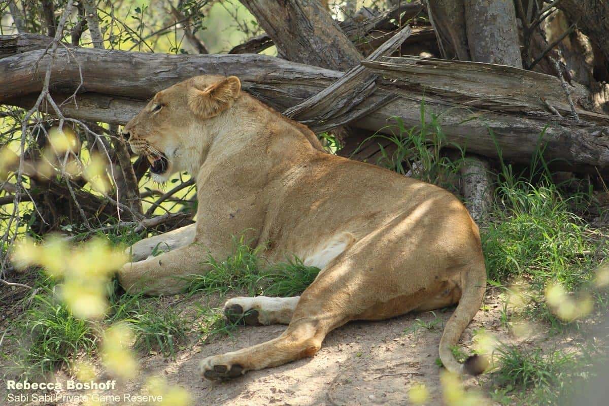 31Rebecca Boshoff SP Female 1 20.10.2020 Final