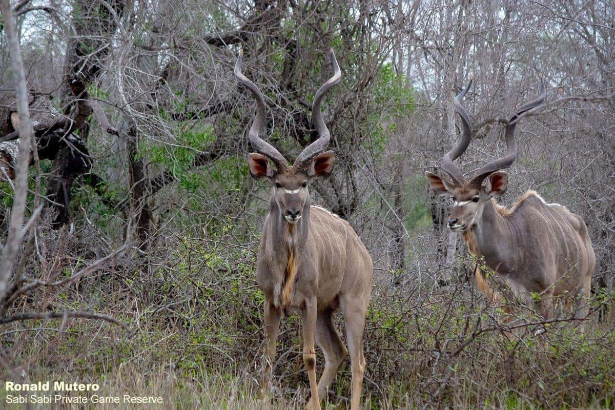 32ronaldmutero Kudu 06102020 3 Edit Final 32ronaldmutero Kudu 06102020 3 Edit Final