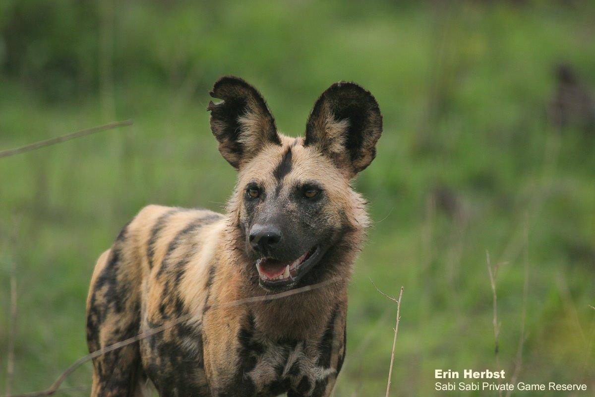 43Erin Herbst Wild Dogs 1 241020 Final