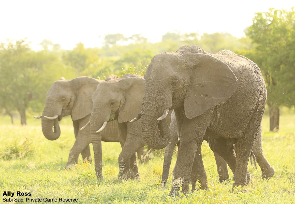 Become One With Nature Sabi Sabi Private Game Reserve Blog Become One With Nature Sabi Sabi Private Game Reserve Blog
