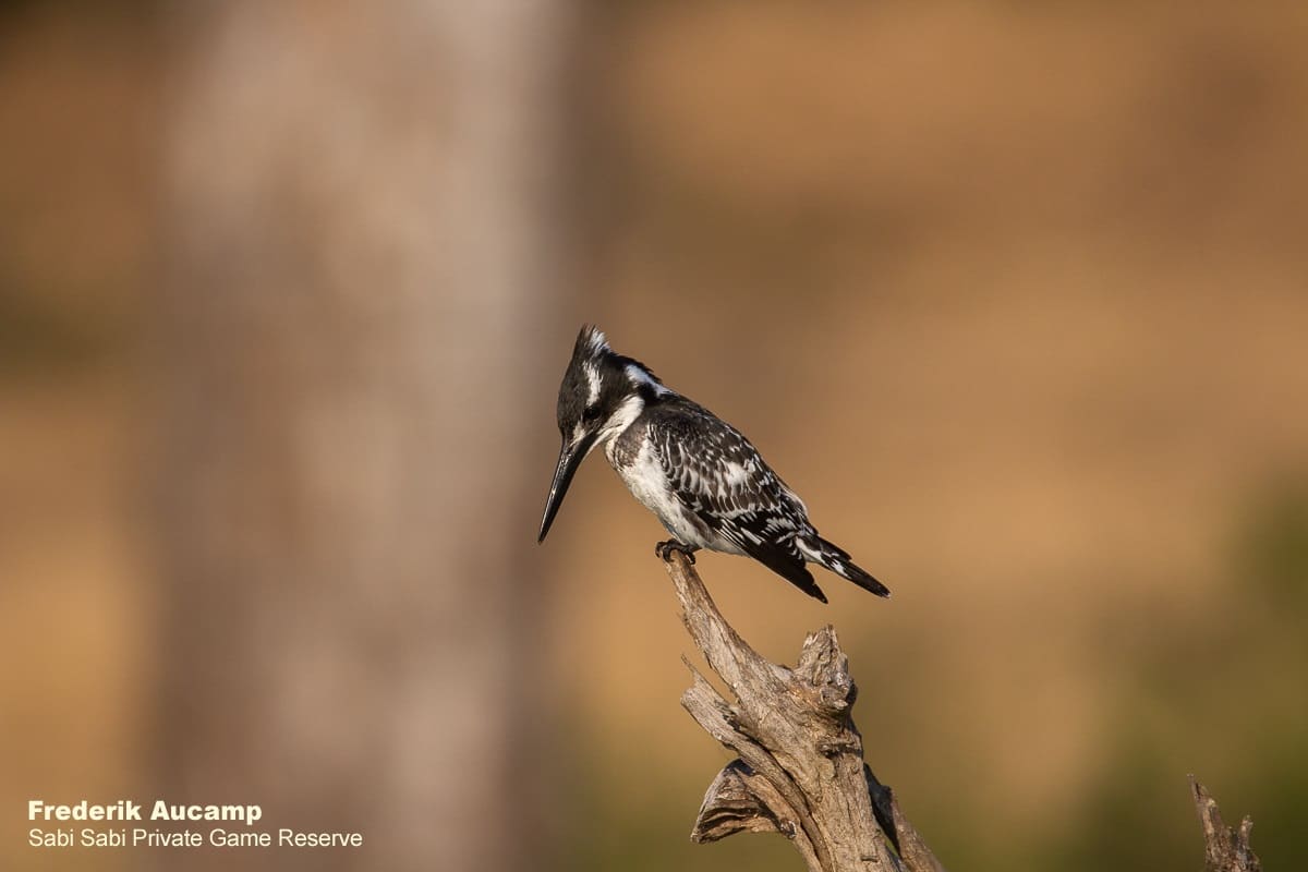 02Frederik Aucamp Pied Kingfisher 11 08 2019 2 Final 02Frederik Aucamp Pied Kingfisher 11 08 2019 2 Final