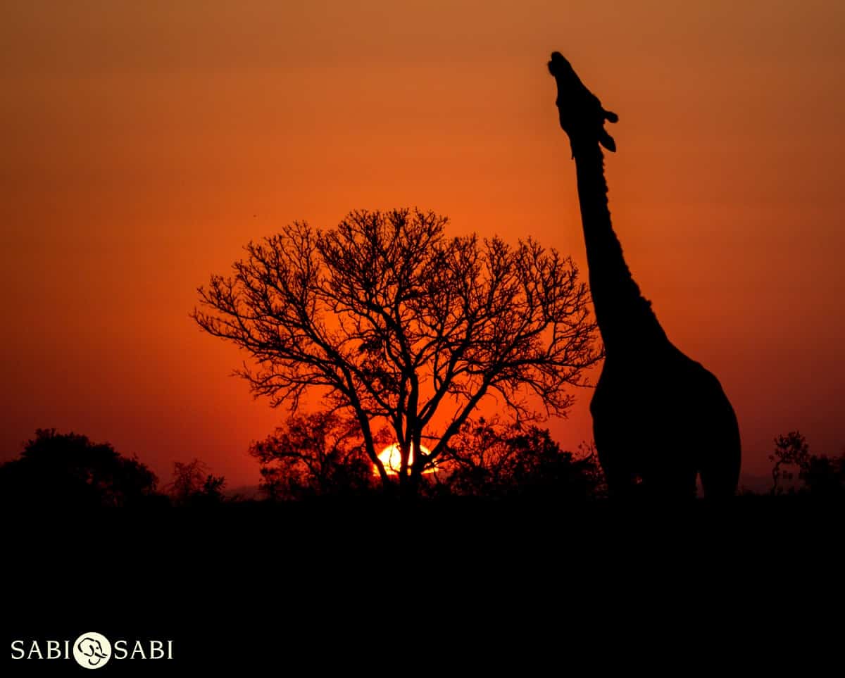 03Kevan Dobbie Giraffe 2307.2 Final 03Kevan Dobbie Giraffe 2307.2 Final
