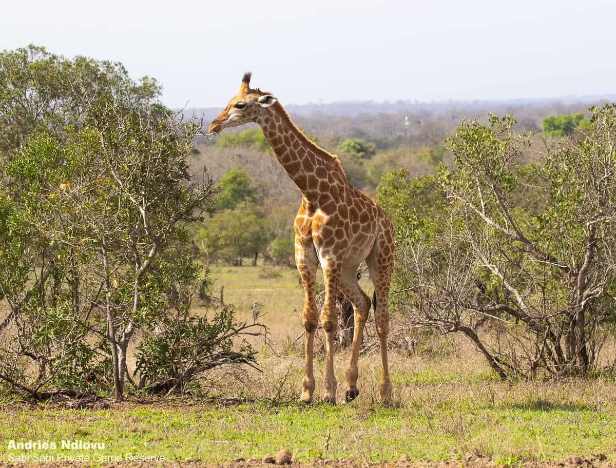 03andries Giraffes.blog 4.4 Final 03andries Giraffes.blog 4.4 Final