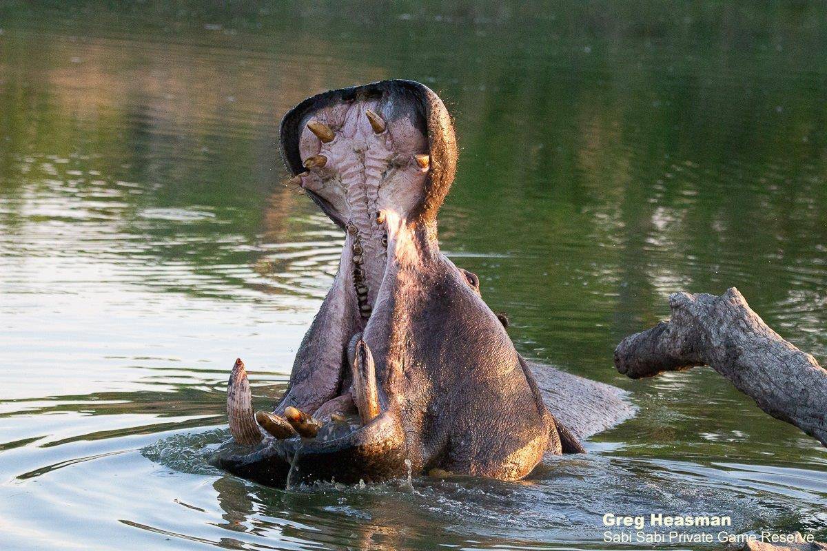 05Greg Heasman Hippo 01112020 Final