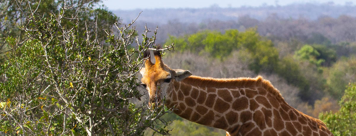 06andries Giraffes.blog 3.3 Final 06andries Giraffes.blog 3.3 Final