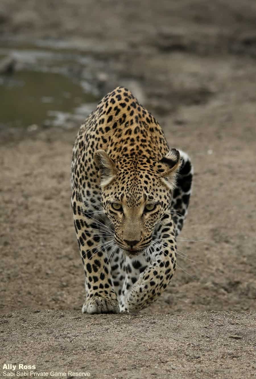 10Ally Ross 20201111 Blog Ntsumi Hyena 06 Final 10Ally Ross 20201111 Blog Ntsumi Hyena 06 Final