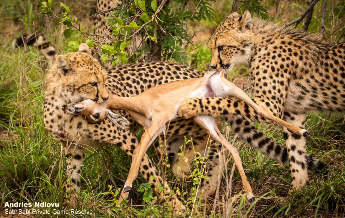 10andries Cheetah.blog 221120 9a Final