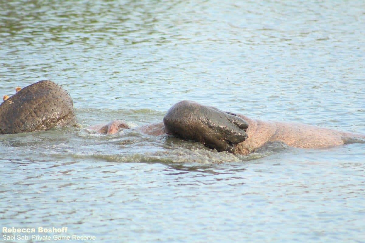 12Rebecca Boshoff Hippo 2 20.10.2020 Final