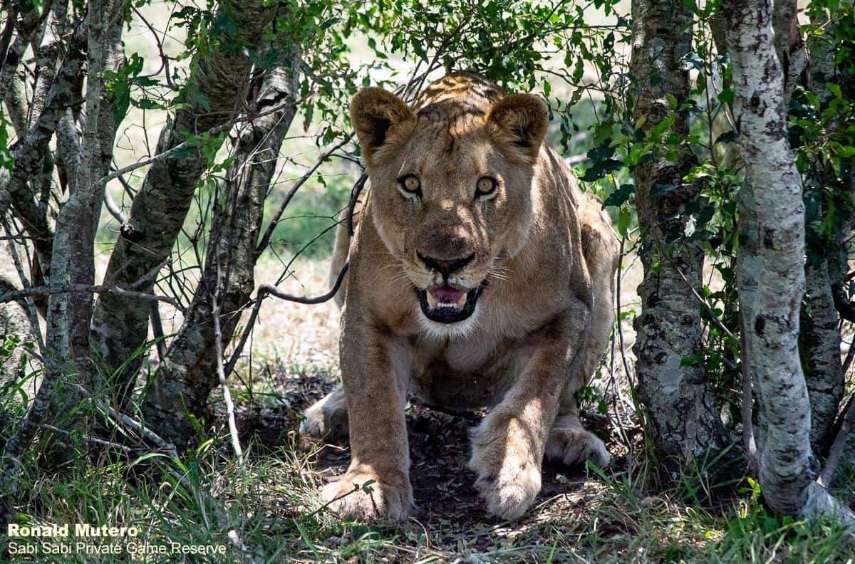 13ronaldmutero Stix Lioness 071120 2 Final 13ronaldmutero Stix Lioness 071120 2 Final