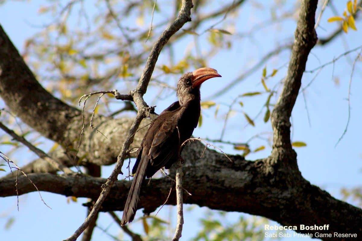 14Rebecca Boshoff Crowned Hornbill 20.10.2020 Final 14Rebecca Boshoff Crowned Hornbill 20.10.2020 Final