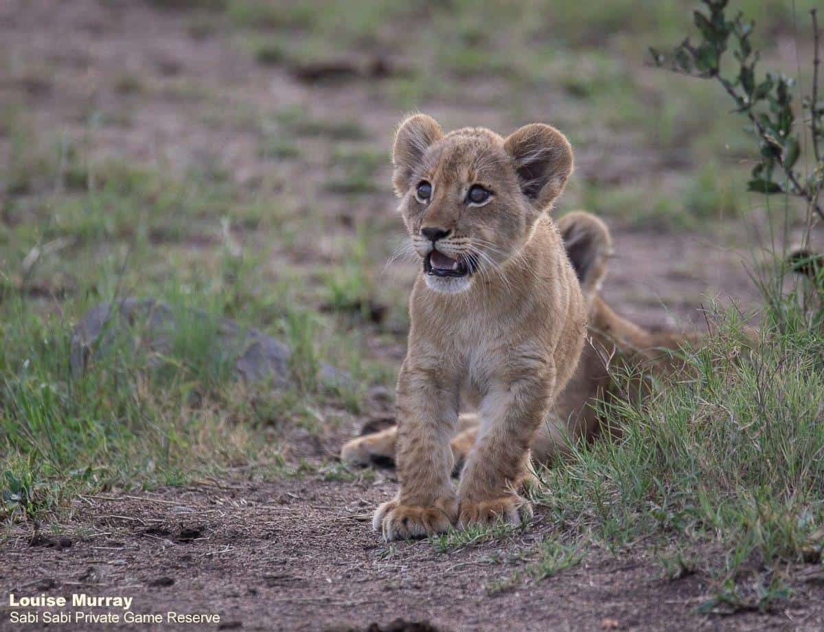 19Louise Murray Sp Cubs 26112020 3 Final