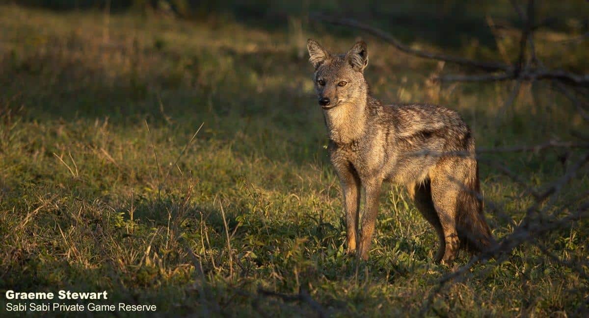 22Graeme Stewart Side Stripped Jackal 061120 Final 22Graeme Stewart Side Stripped Jackal 061120 Final